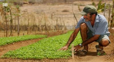 http://blogs.diariodonordeste.com.br/gestaoambiental/wp-content/uploads/2013/06/agricultor_milh%C3%A3_2012_waleskasantiago_agenciadiario.jpg